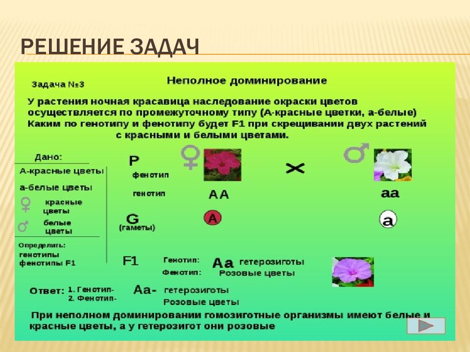 3 закон менделя презентация 10 класс