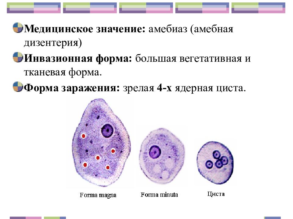 Дизентерийная амеба клиническая картина