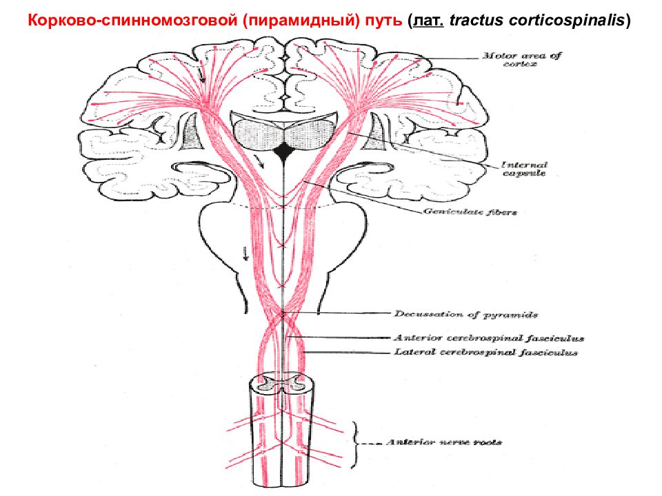 Корково спинномозговой путь схема