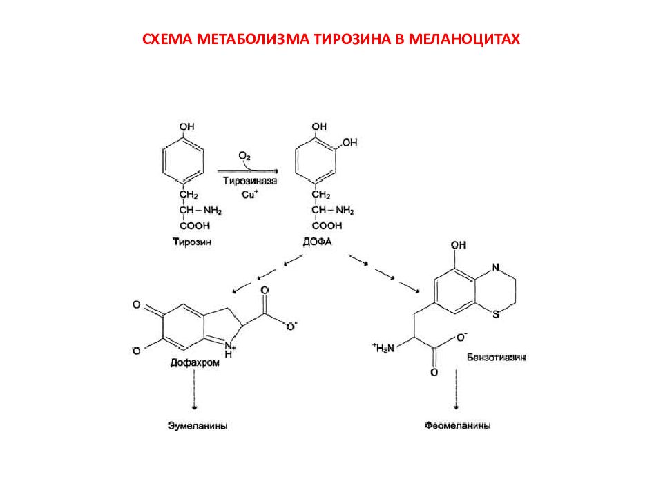 Схема превращения фенилаланина в организме