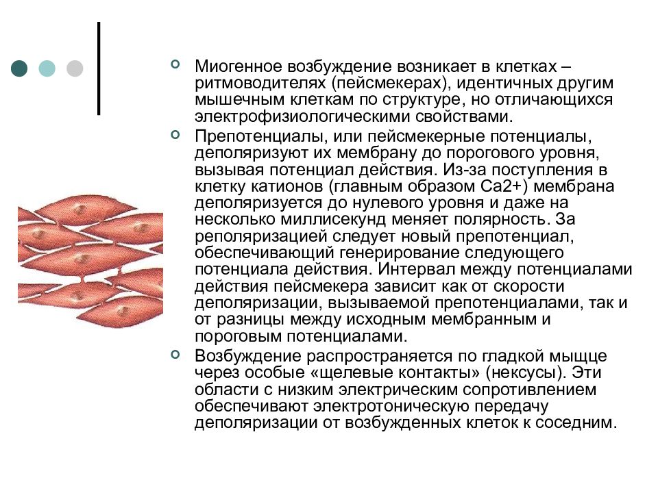 Возникает возбудимость. Особенности функционирования гладкой мышцы. Особенности функционирования гладких мышц. Особенности строения и функционирования гладких мышц. Гладкие мышцы.