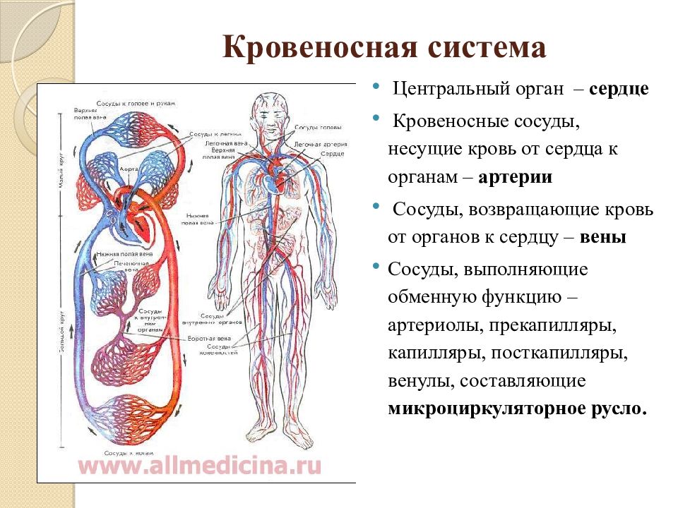 Сосудистая система человека образована сосудами трех. Кровеносная система сосуды сердце схема. Кровеносная система организма человека строение и функции. Кровеносная система функции кратко. Строение сосудов кровеносной системы человека анатомия.