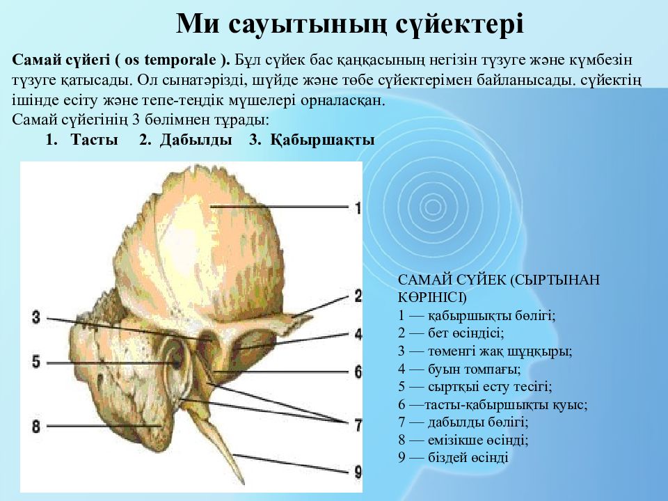 Бас бөлігіндегі шытырман