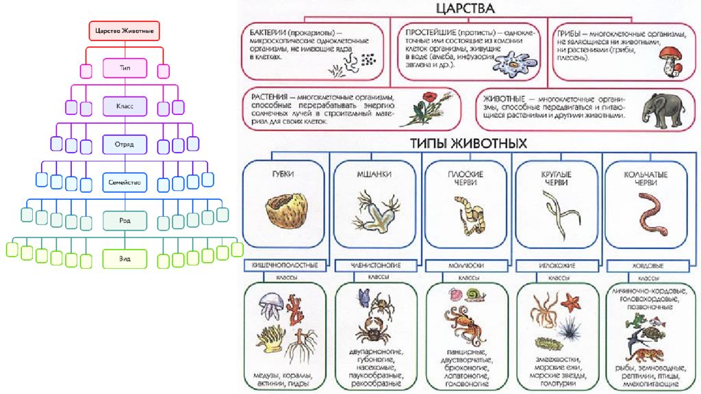 Классификация царства животных. Царство животных классификация схема 5 класс биология. Биология 5 класс царство животных - классификация растений. Систематика царство животные схема. Царство животные схема 5 класс биология.