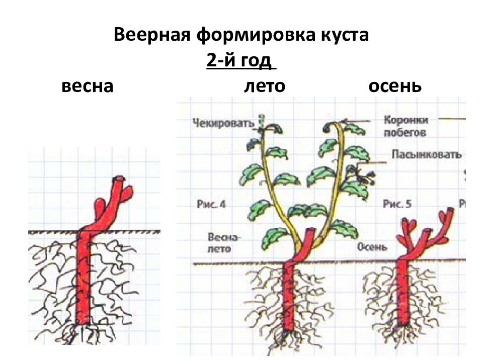 Формирование винограда схема