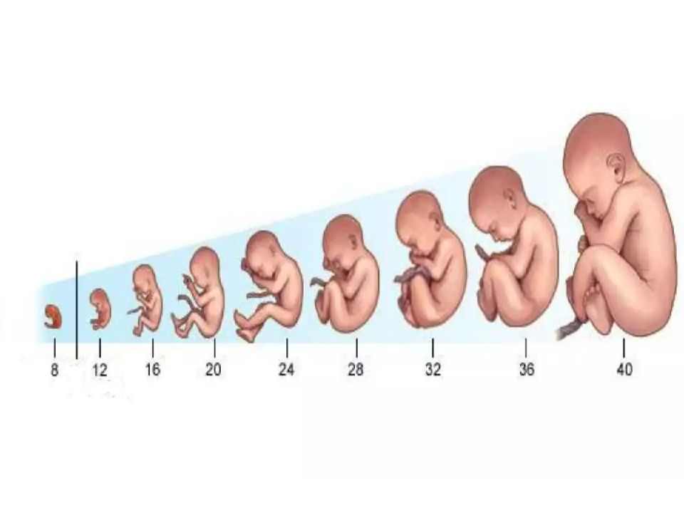 Развитие зародыша человека по неделям в картинках фото