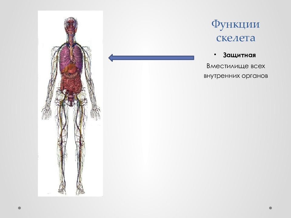 Функции человека. Защитная функция скелета. Функции скелета. Функции скелета человека. 4 Функции скелета.