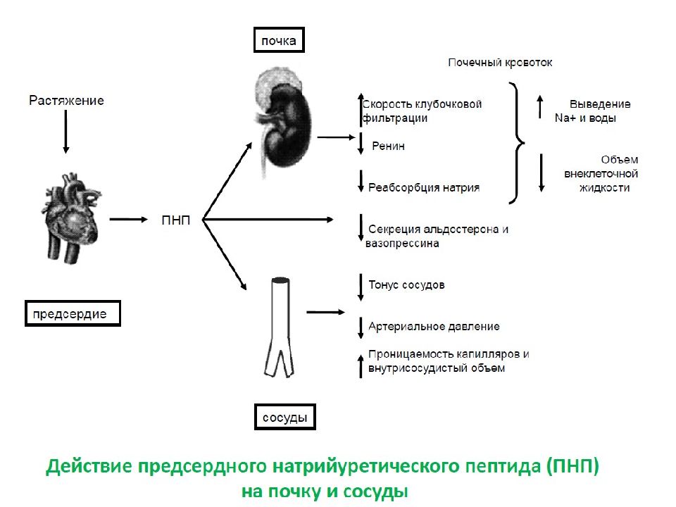 Какой гормон регулирует водный обмен. Водно-солевой обмен в организме физиология. Роль почек в водно-солевом обмене. Физиология водно-электролитного обмена.