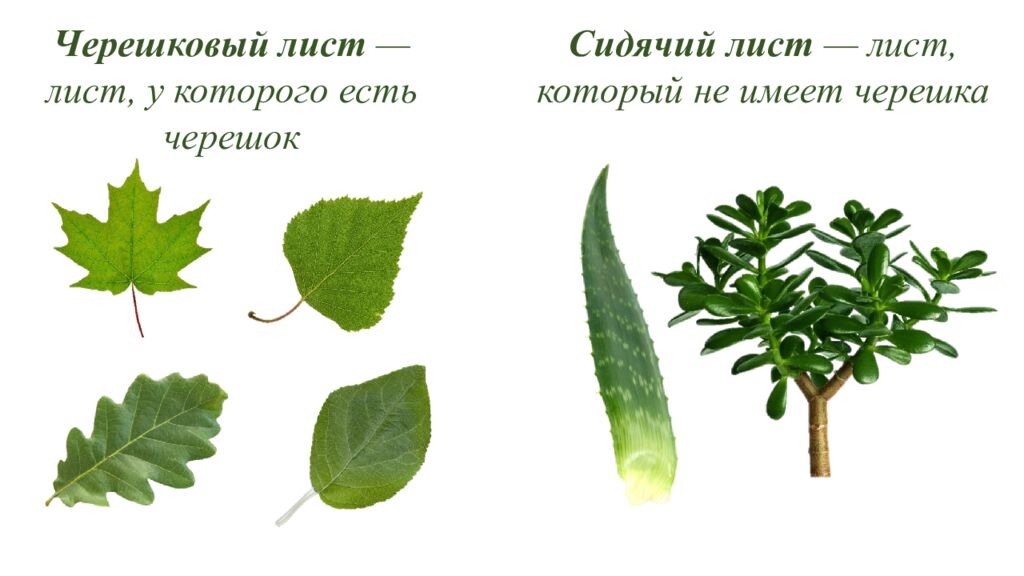 Особенности внешнего и внутреннего строения листа