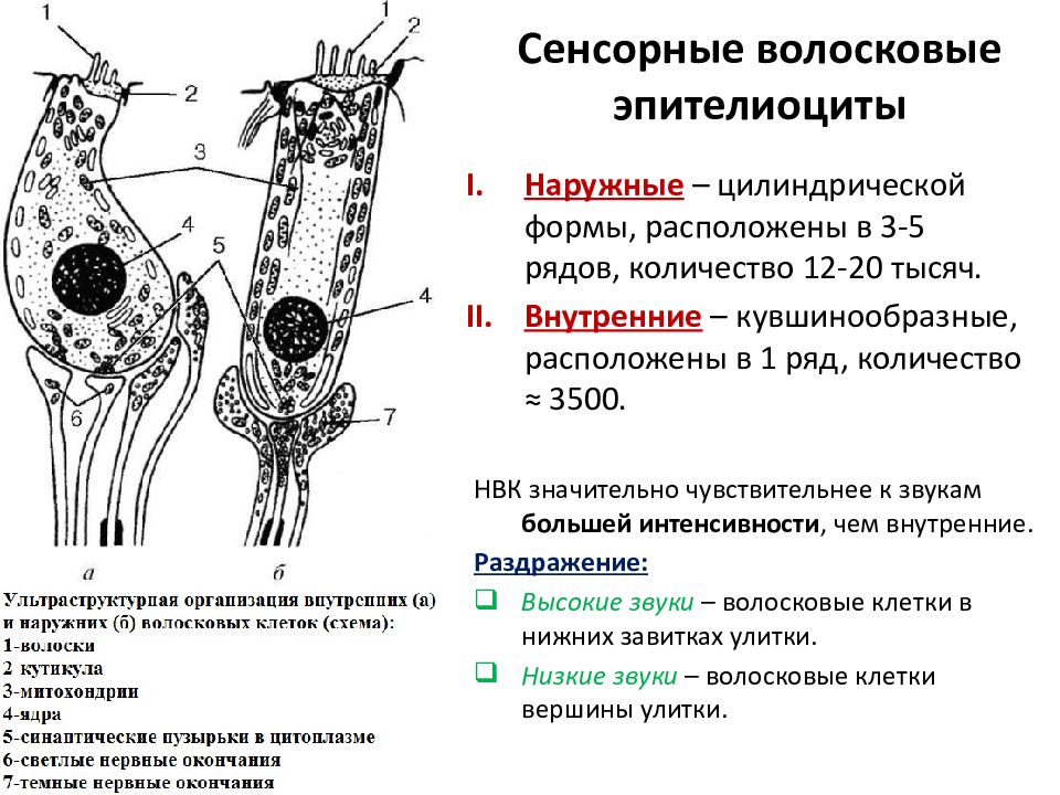 Волосковые клетки в ухе. Эпителиоциты. Волосковые клетки. Наружные волосковые клетки. Возбуждение волосковых клеток.