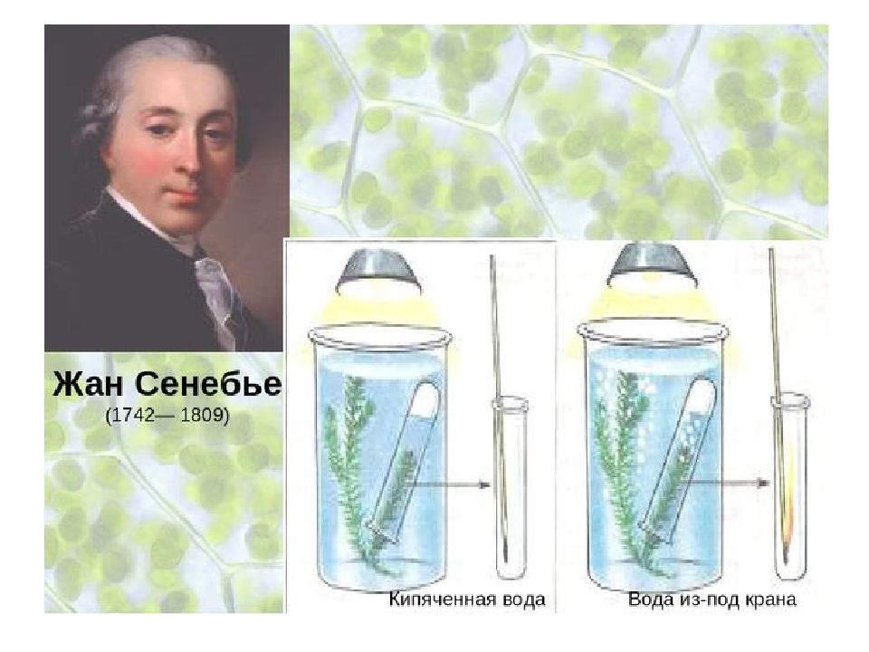 Русский ученый впервые значение хлорофилла для фотосинтеза. Опыт жана Сенебье по фотосинтезу.