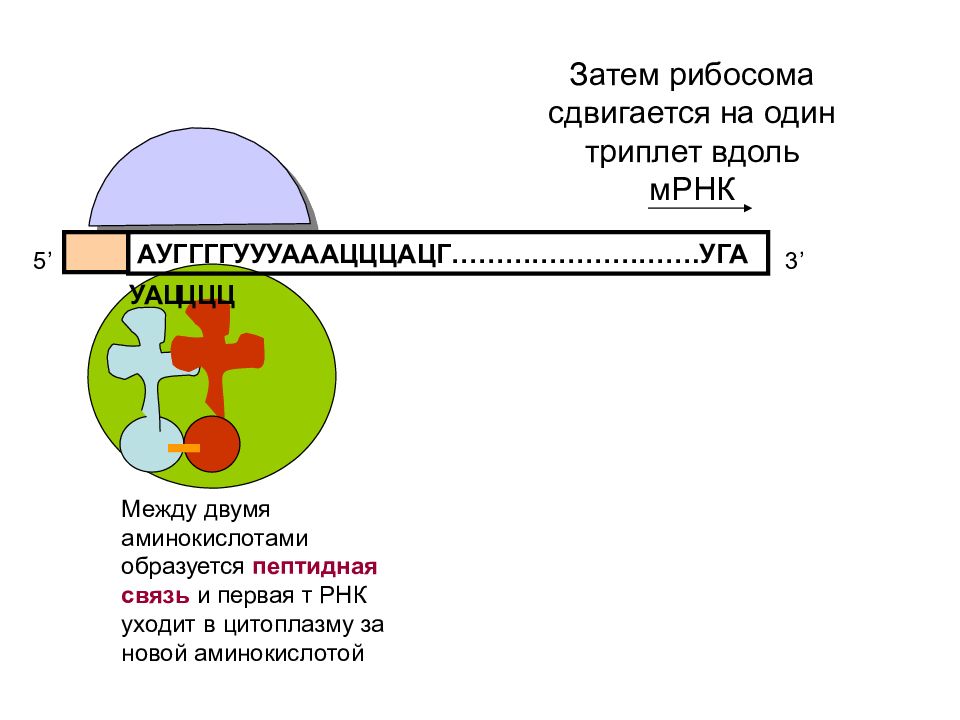 1 триплет. Структура Гена рибосомы. Один триплет РНК. Участки рибосомы. Триплет схема.