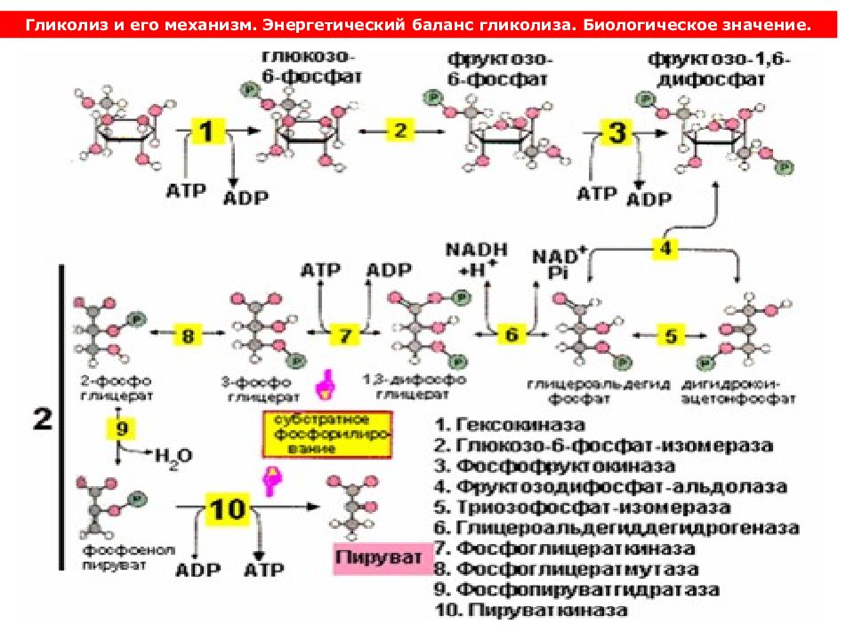 В гликолизе синтезируется атф. Аэробный гликолиз биохимия схема. Этапы гликолиза биохимия таблица. Механизм образования гликолиза.