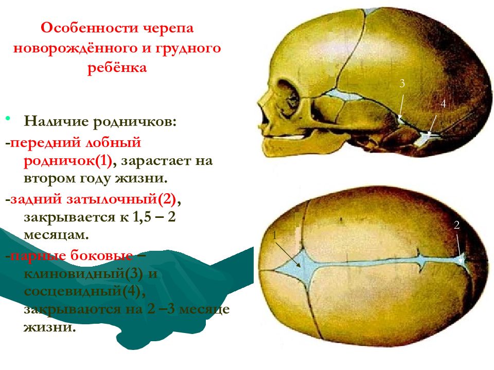 Череп новорожденного. Соединение костей черепа роднички. Передний Родничок черепа новорожденного. Сосцевидный Родничок черепа. Соединение костей черепа. Череп новорожденного..