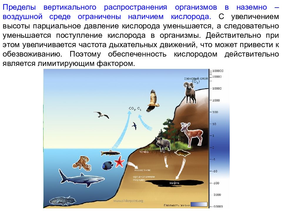 Влияние жизни на среду жизни. Распределение живых организмов. Адаптации к наземно-воздушной среде. Давление в наземно воздушной среде. Ограничивающие факторы наземно воздушной среды.