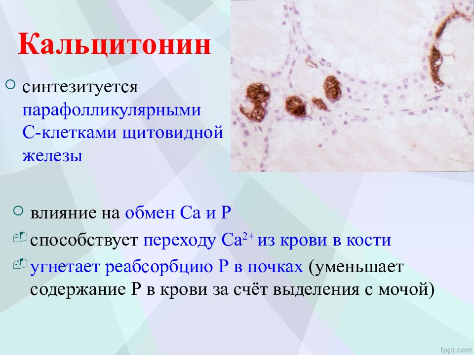 Что означает анализ кальцитонин. Гормоны парафолликулярных клеток щитовидной железы. Норма кальцитонина в крови. Кальцитонин норма у женщин. Исследование уровня кальцитонина в крови.