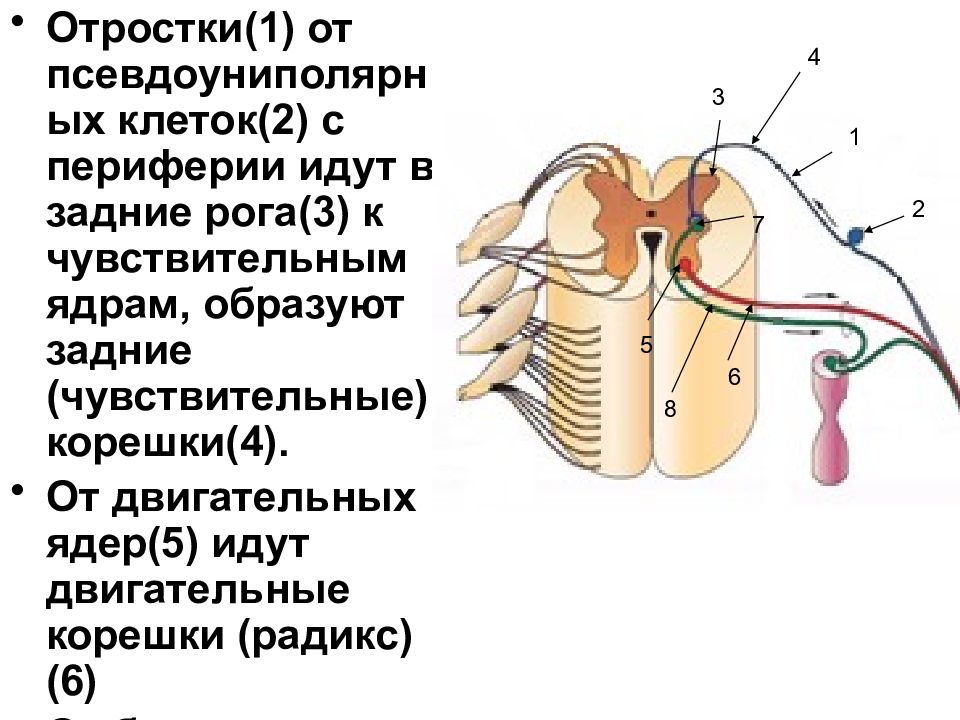 Клиническая анатомия нервов