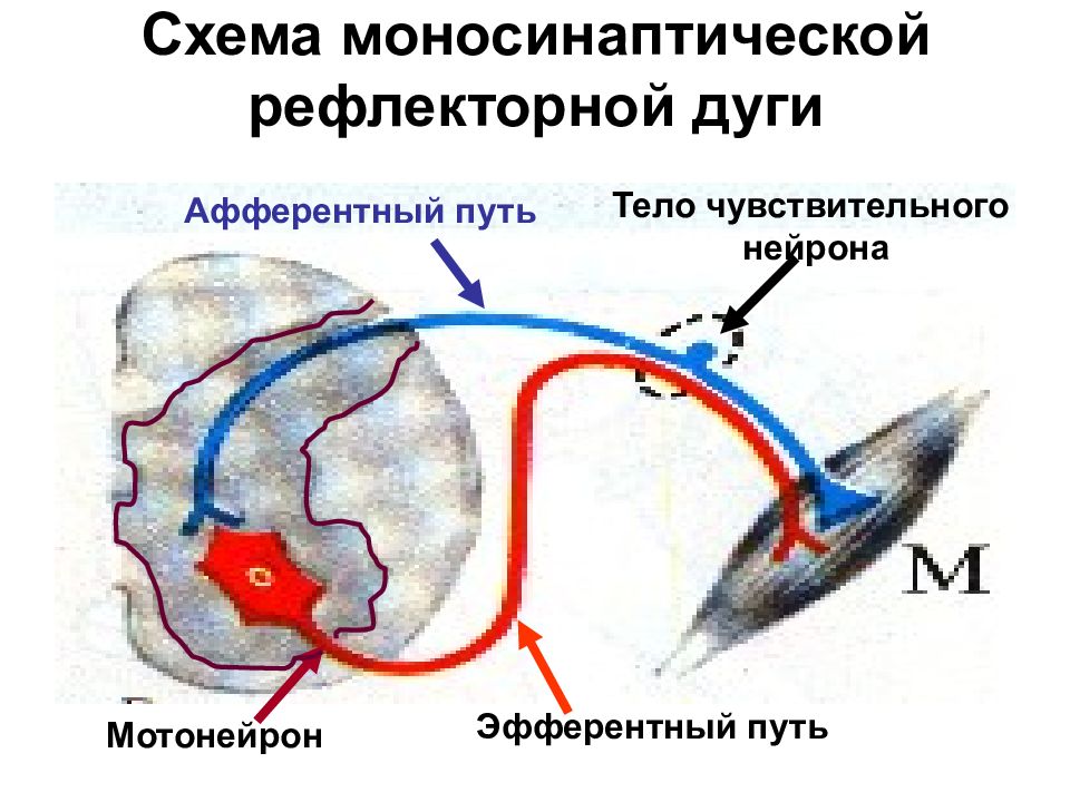 Афферентные и эфферентные пути. Рефлекторная дуга полисинаптических рефлексов. Схема полисинаптической рефлекторной дуги. Рефлекторная дуга Моносимпатическая. Рефлекторная дуга афферентные и эфферентные.