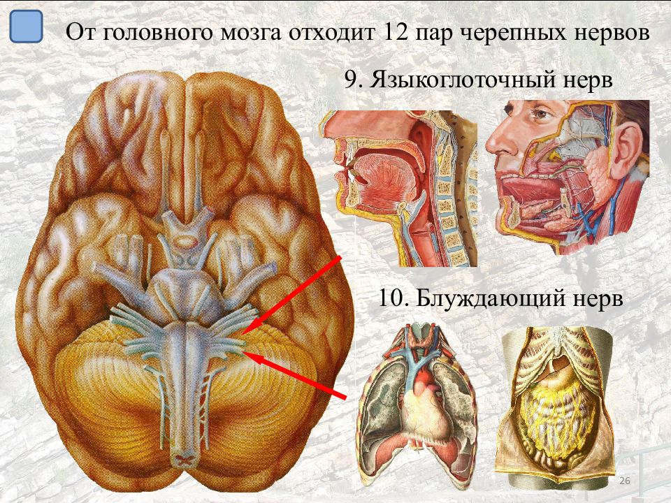 Ix черепного нерва. Языкоглоточный нерв выход из мозга. От головного мозга отходит. Место выхода из мозга языкоглоточного нерва. Блуждающий нерв головного мозга.
