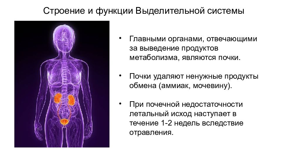 Презентация на тему выделительная система