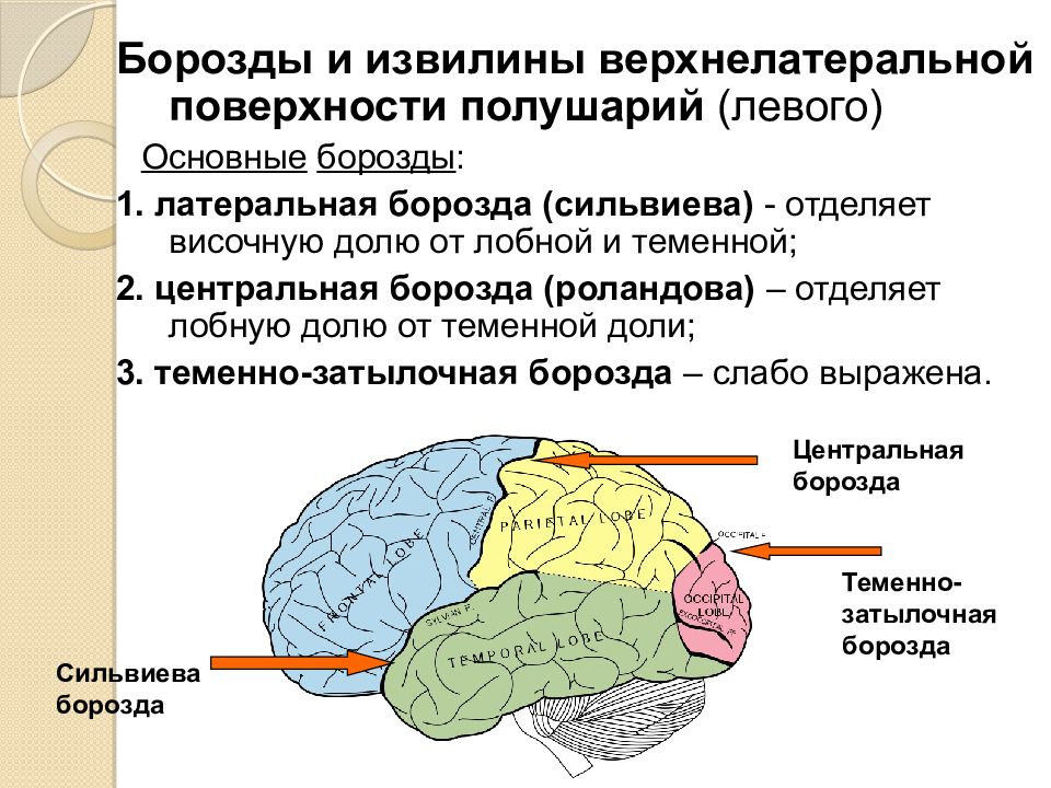 Борозды и извилины коры больших полушарий схема