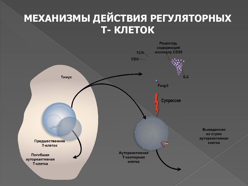 Т действия. Механизм действия т регуляторных клеток. Опишите механизм действия т-регулярных клеток. Естественные регуляторные т-клетки. Адаптивные т-регуляторные клетки.