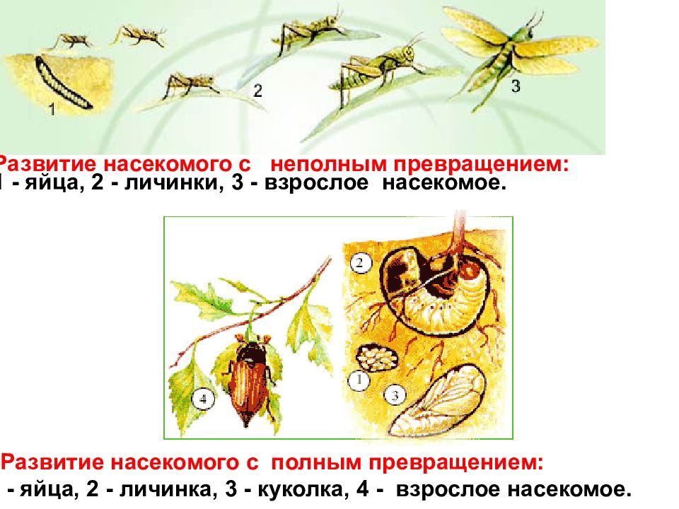 Схема гормонального контроля метаморфоза насекомых