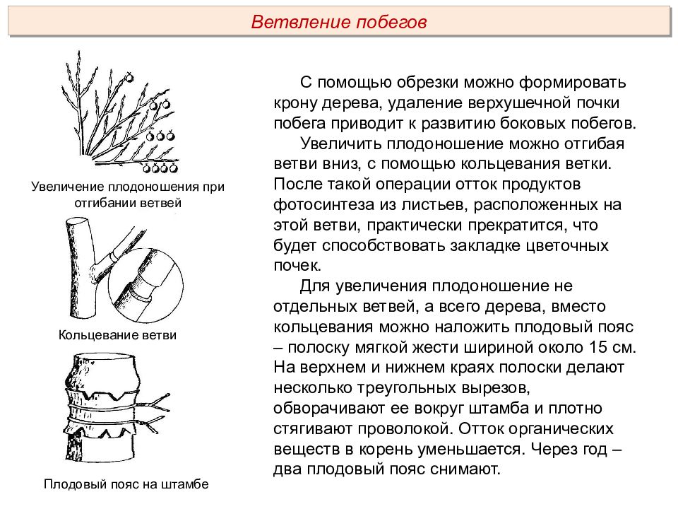 Пименов побег презентация