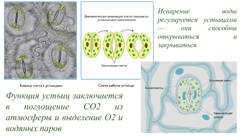 Особенности внешнего и внутреннего строения листа