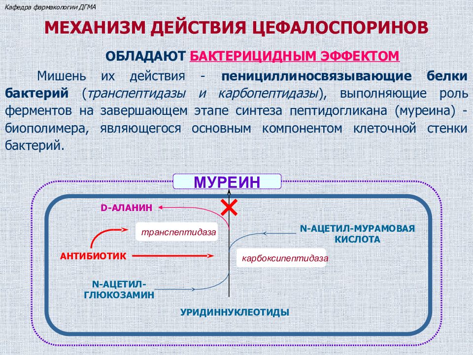 Цефалоспорины клиническая фармакология презентация