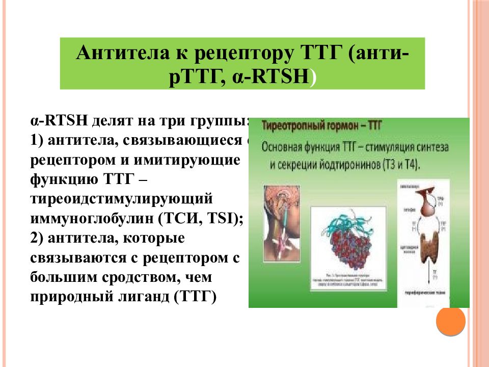 Антитела к рецепторам ттг. Тиреоидстимулирующие антитела (TSIG).. Стимулирующий гормон зоба ТСИ. Антитела1.84 мел к рецептору т т г ....