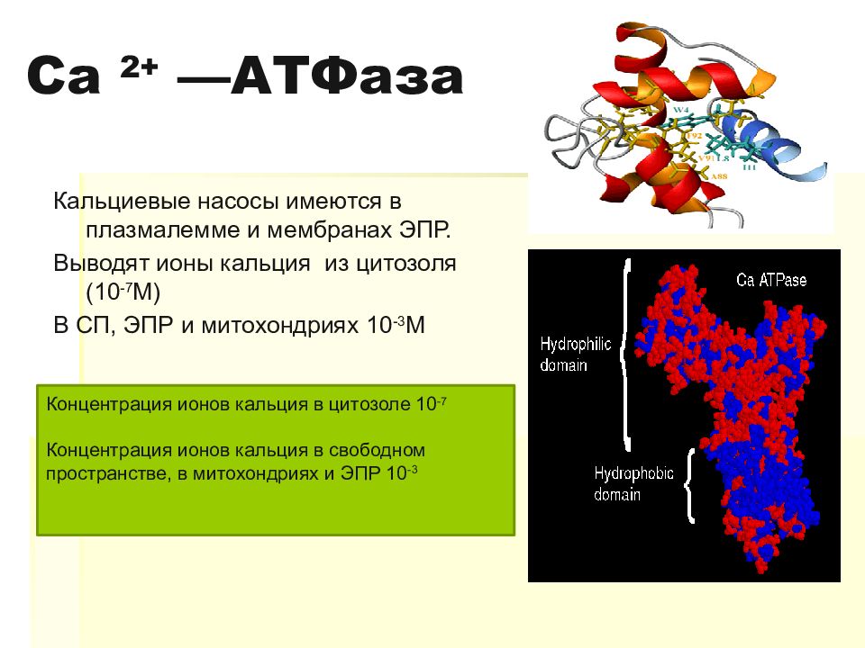 Атфаза. Кальциевый насос. Ca2+ АТФАЗА. Кальциевая АТФАЗА. Кальций АТФАЗА.