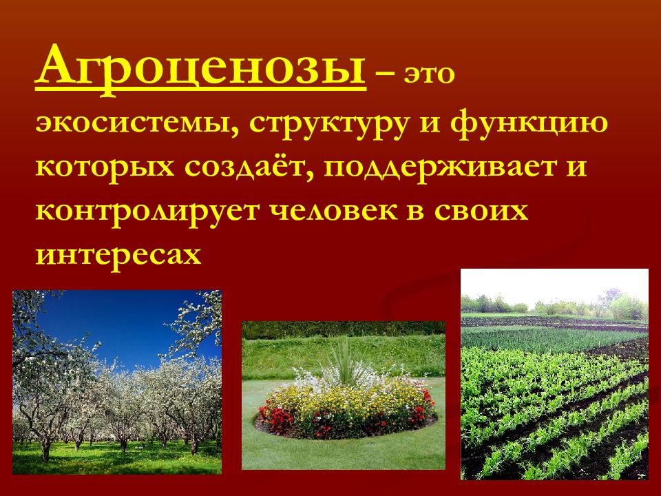 Презентация агроценозы применение экологических знаний в практической деятельности человека