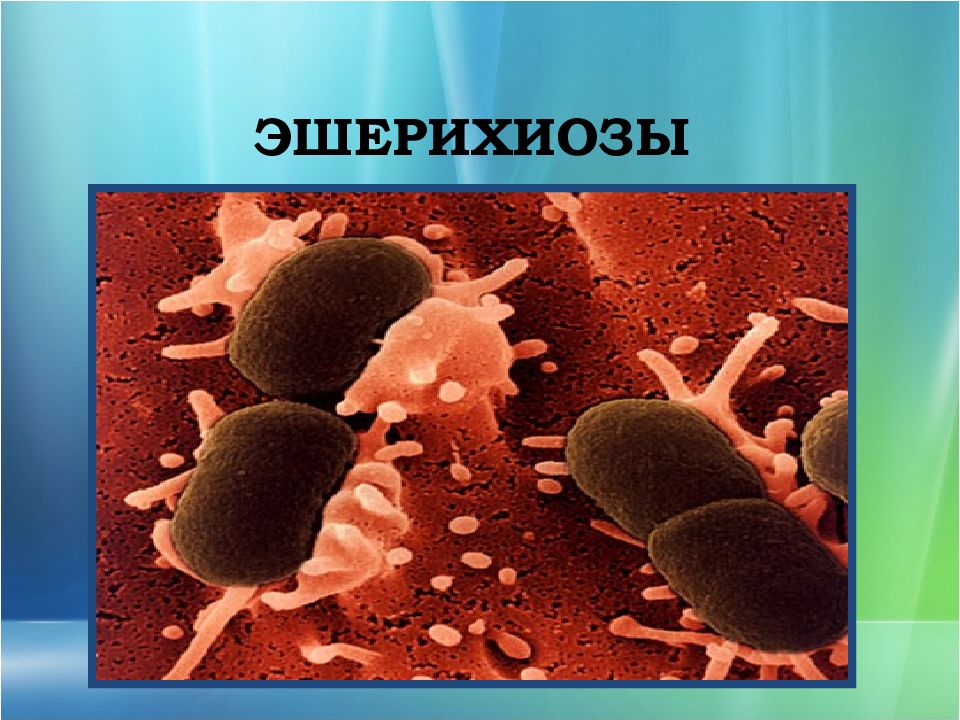 ЭШЕРИХИОЗЫ