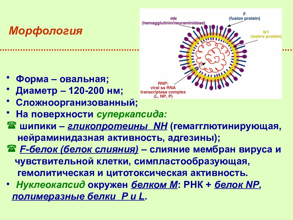 Грипп микробиология презентация