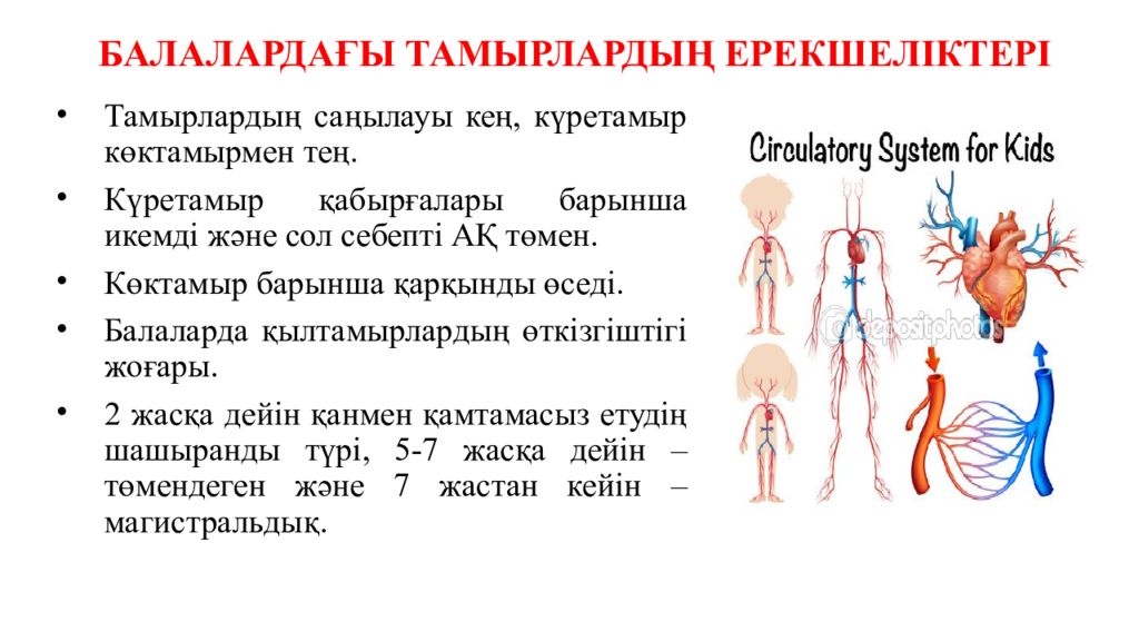 Особенности строения детей. Какова особенность строения кровеносных сосудов у новорожденного?. Возрастная анатомия артериальных сосудов. Особенности сосудов у детей. Возрастные особенности сосудов.