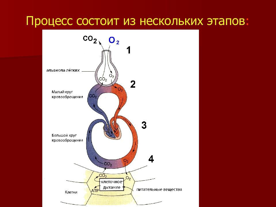 Процесс дыхания состоит. Из каких процессов состоит дыхание. Из каких этапов состоит процесс дыхания. Весь процесс дыхания состоит из нескольких этапов:. Сложный процесс, состоящий из нескольких этапов..