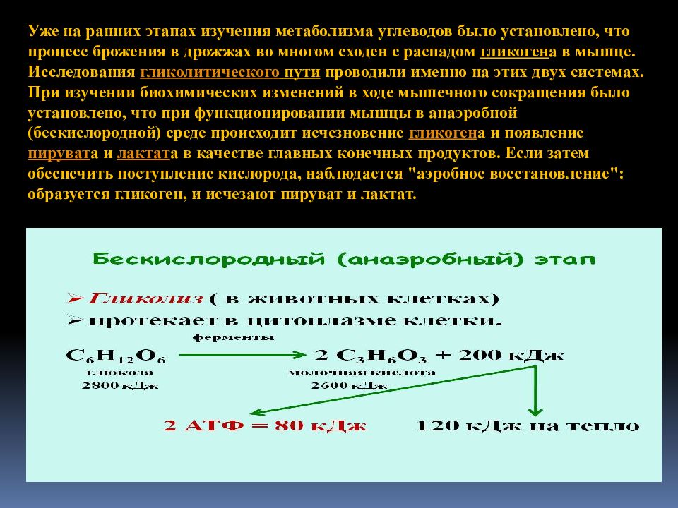 Аэробный гликолиз этапы. Конечный продукт аэробного гликолиза. Суммарное уравнение гликолиза. Локализация гликолиза. Процесс гликолиза.