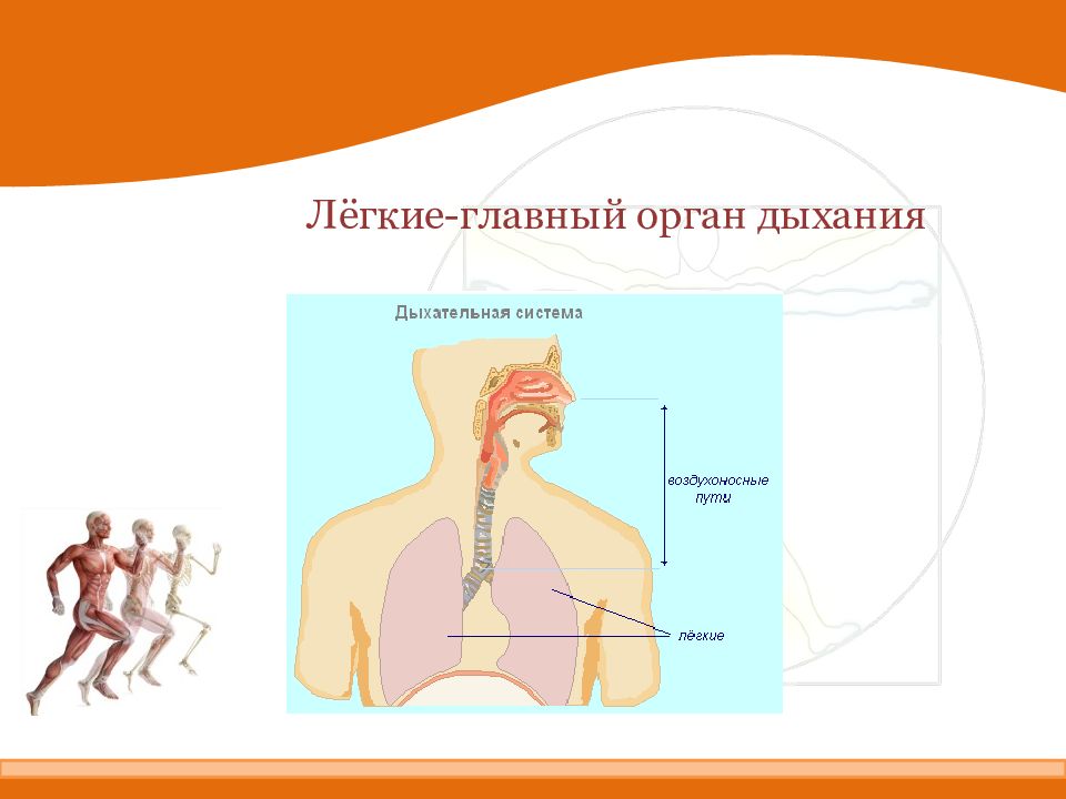 Основной орган дыхания. Влияние физических упражнений на систему органов дыхания. Лёгкие-основной орган дыхания. Легкие упражнения для дыхательной системы. Главный орган дыхания это.