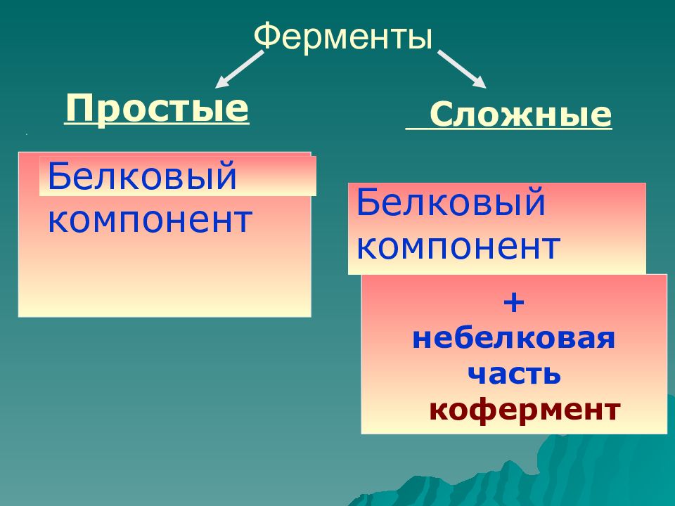 Компонент белков. Ферменты. Небелковые ферменты. Небелковыми компонентами ферментов. Простые и сложные ферменты картинка.