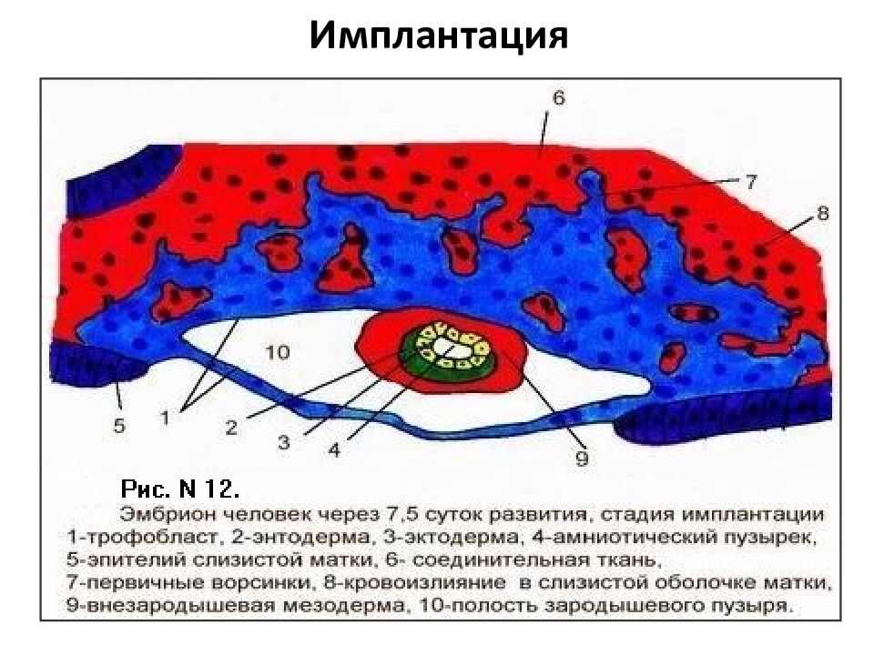 Зародыш схема гистология