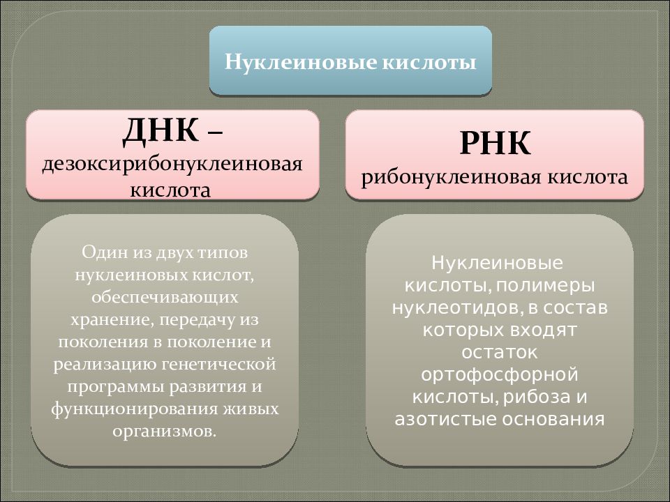 Нуклеиновая кислота химия презентация