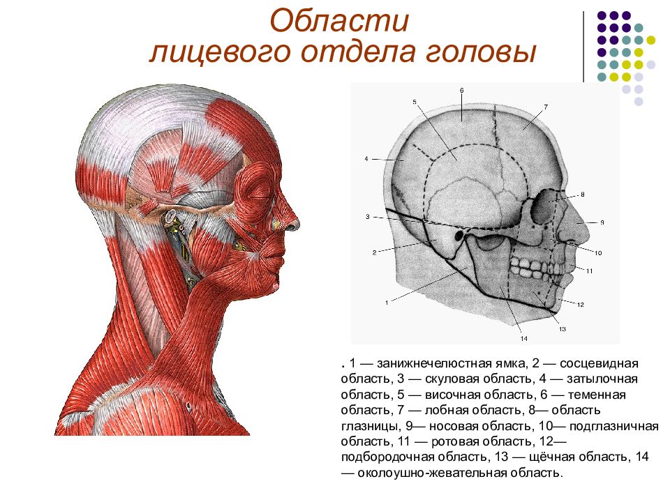 Мозговой отдел головы сосцевидная область. Топография головы анатомия. Волосистая часть головы анатомия. Мозговой отдел головы топографическая анатомия.