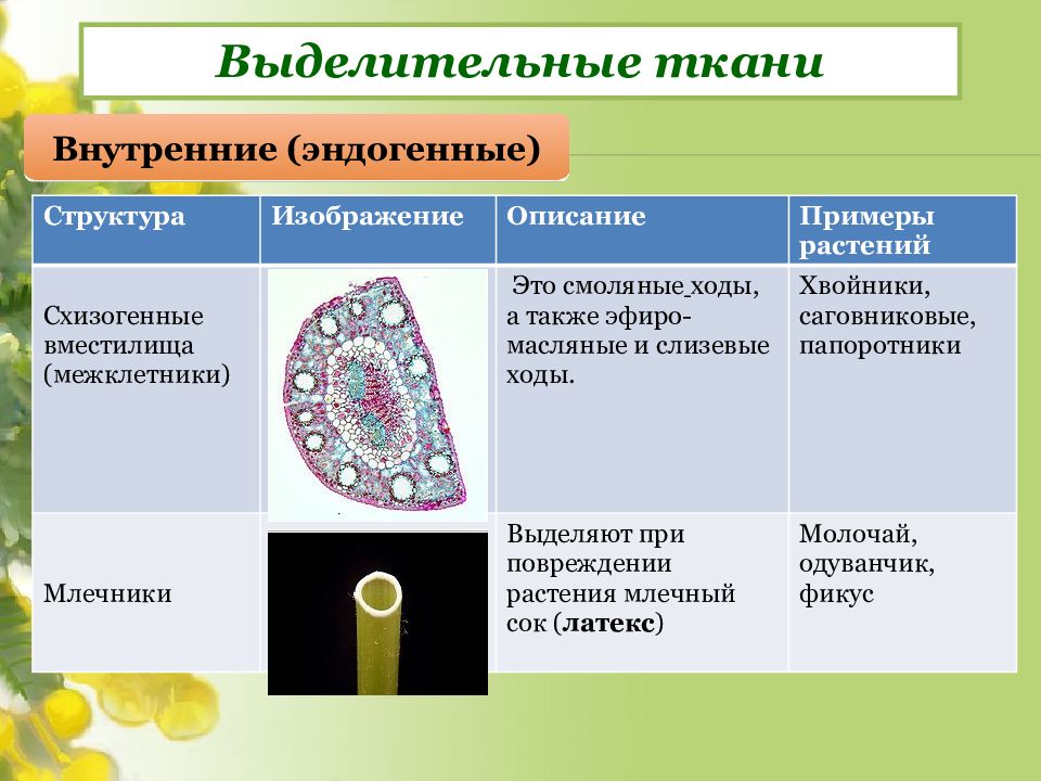 Проводящая клетка особенности строения. Ткани растений строение выделительной ткани таблица. Выделительные секреторные ткани растений. Типы выделительных тканей растений. Внутренние выделительные ткани растений.