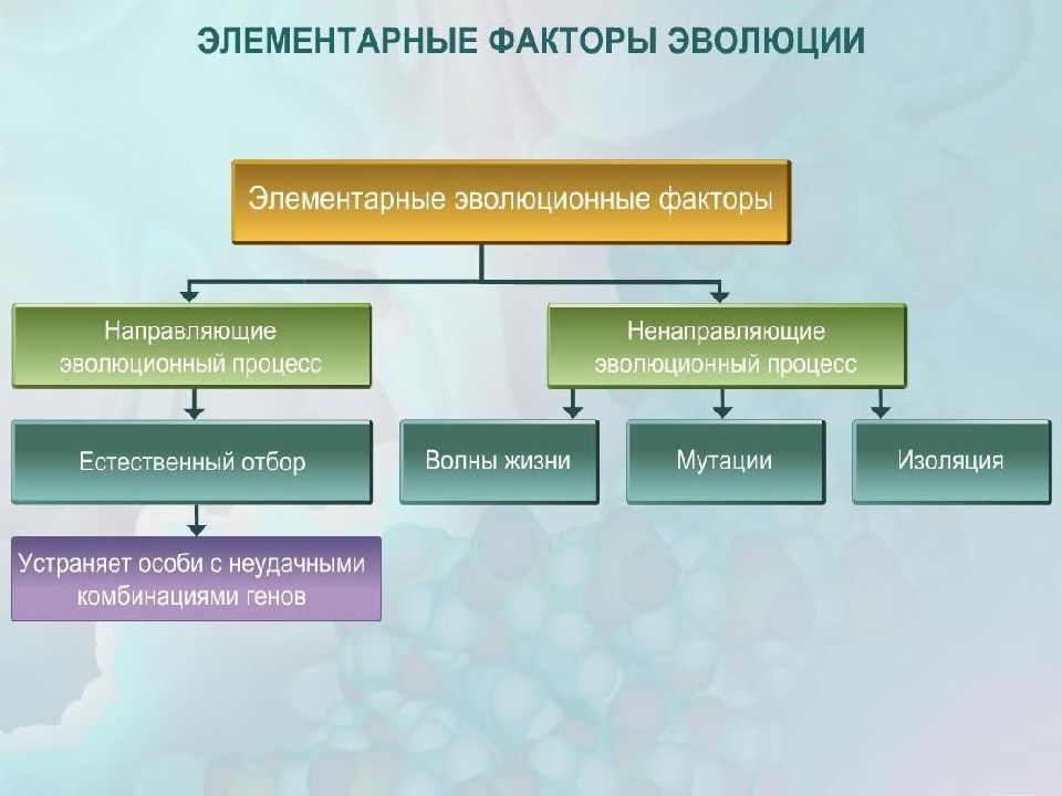 Изоляция эволюционный фактор презентация