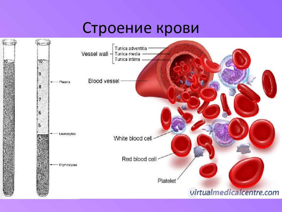 Состав крови схема анатомия