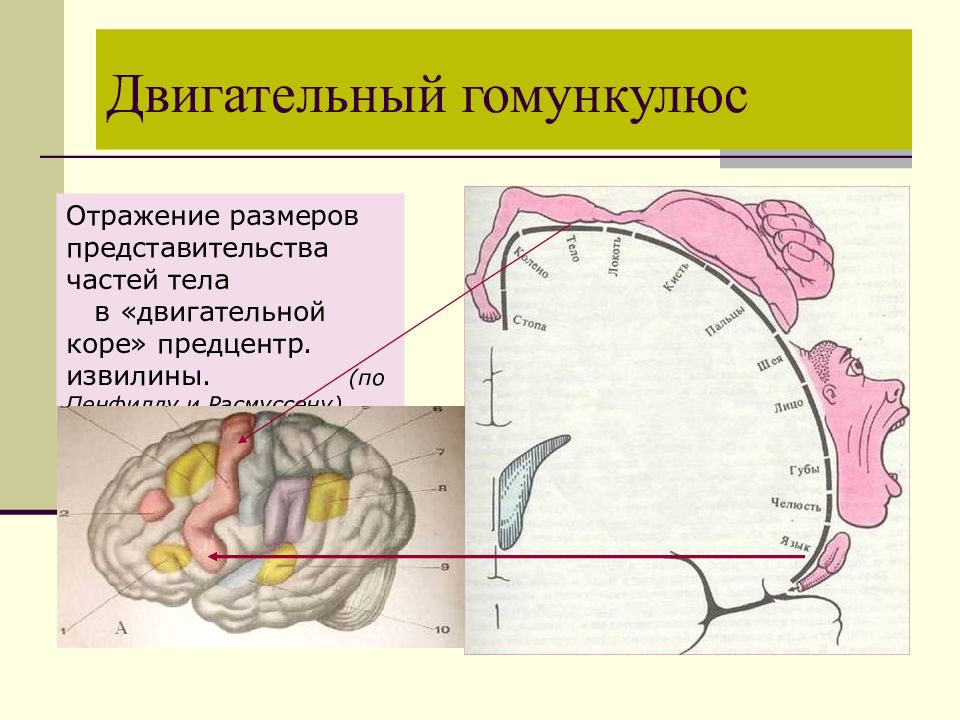 Схема соматотопической проекции в коре головного мозга описана