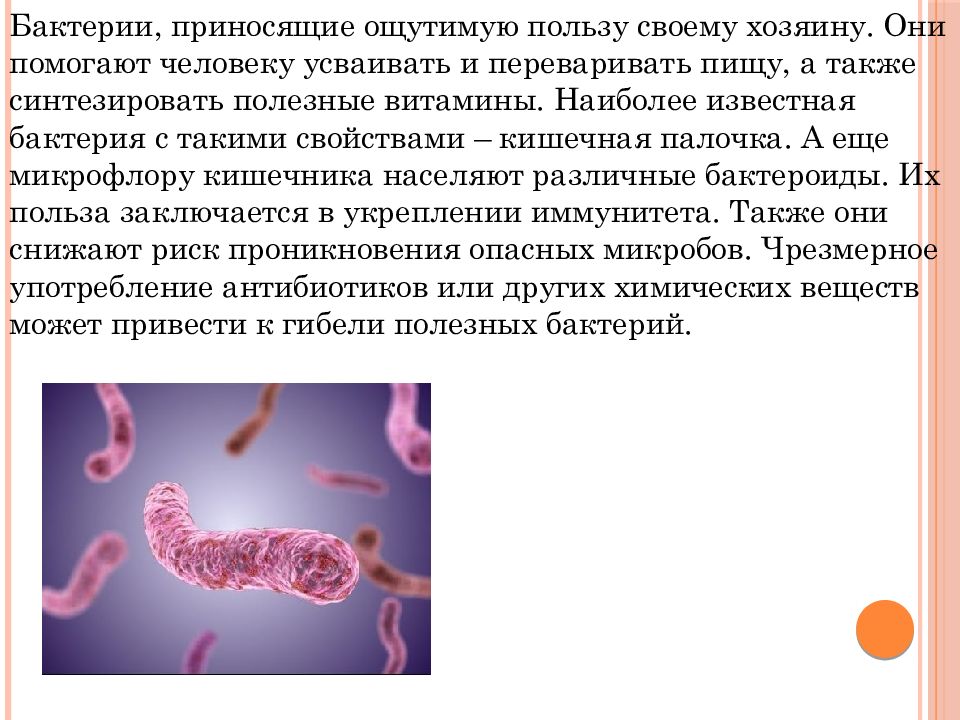 Значение бактерий в жизни человека впр