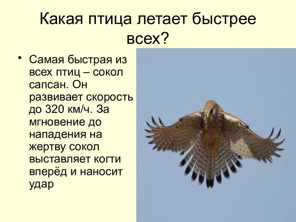 Воздух который птица разрезает взмахами крылышек оставил на песке незамысловатый рисунок