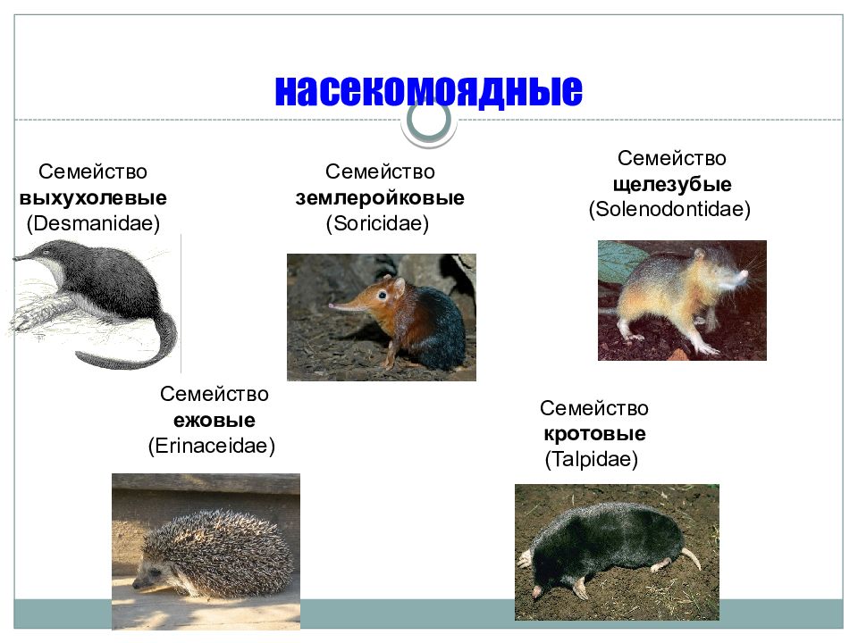 К насекомоядным млекопитающим относят. Отряд Насекомоядные. Насекомоядные млекопитающие. Насекомоядные млекопитающие представители. Семейства отряда Насекомоядные млекопитающие.